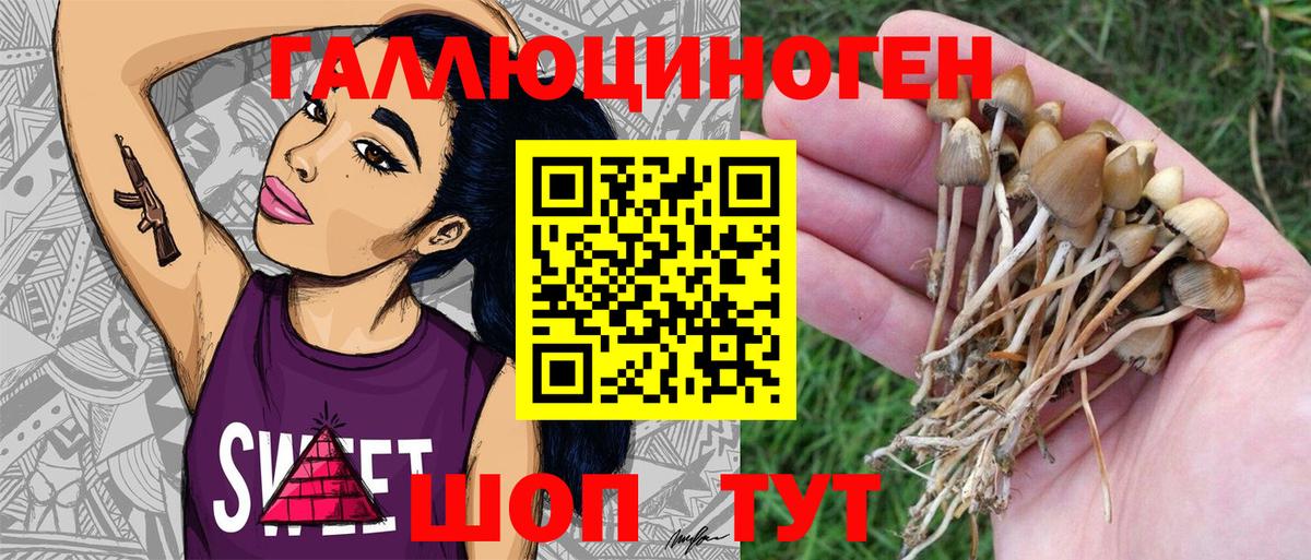 Псилоцибиновые грибы Psilocybe Ангарск